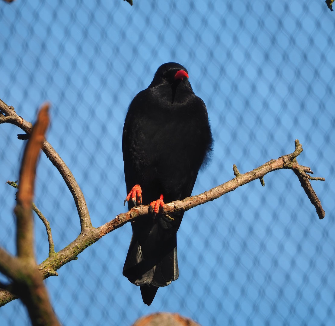 Red-billed chough (Pyrrhocorax pyrrhocorax), 2022-09-12