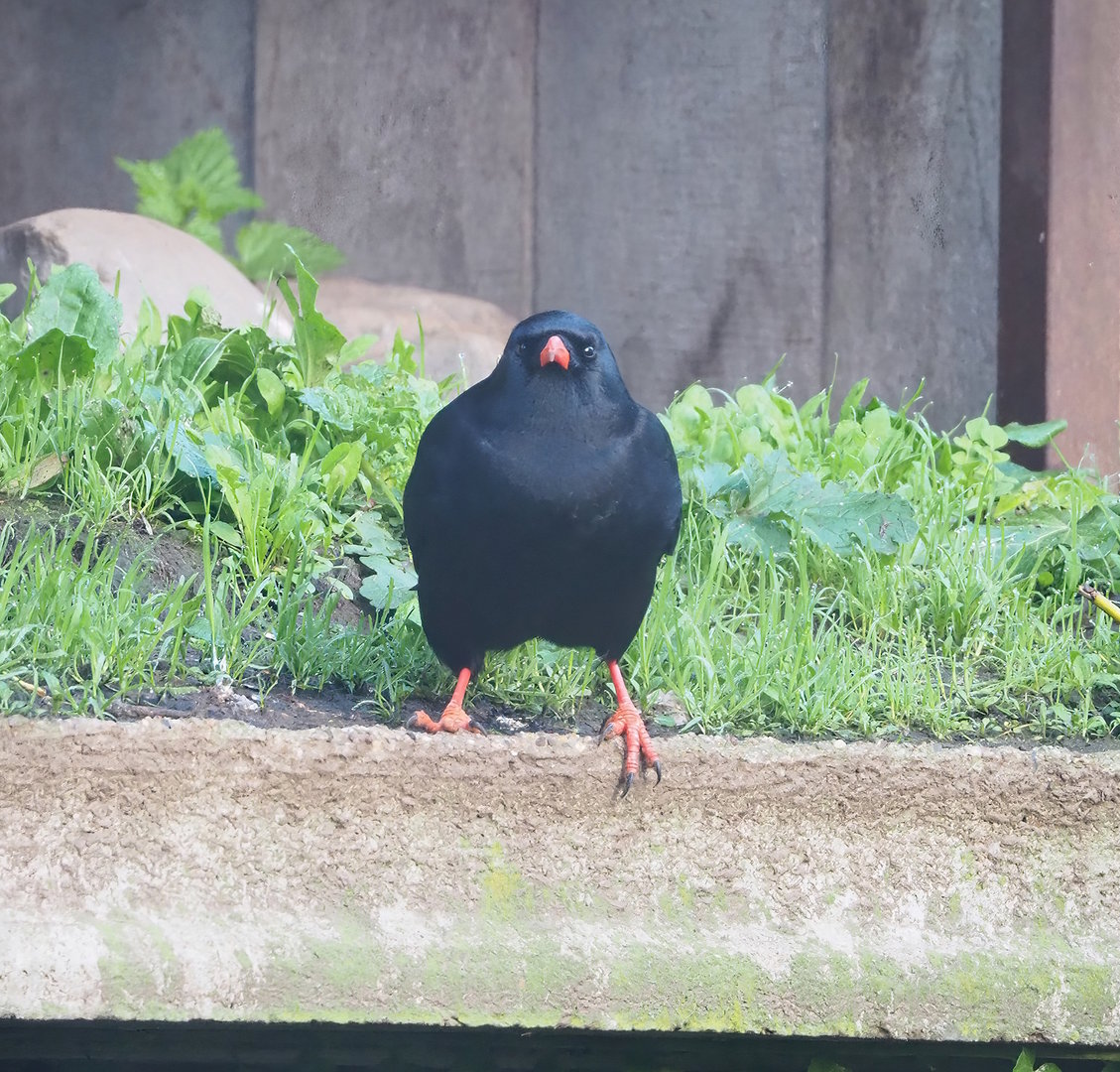Red-billed chough (Pyrrhocorax pyrrhocorax), 2022-10-19
