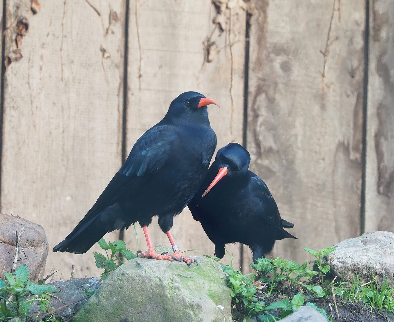 Red-billed chough (Pyrrhocorax pyrrhocorax), 2022-10-19