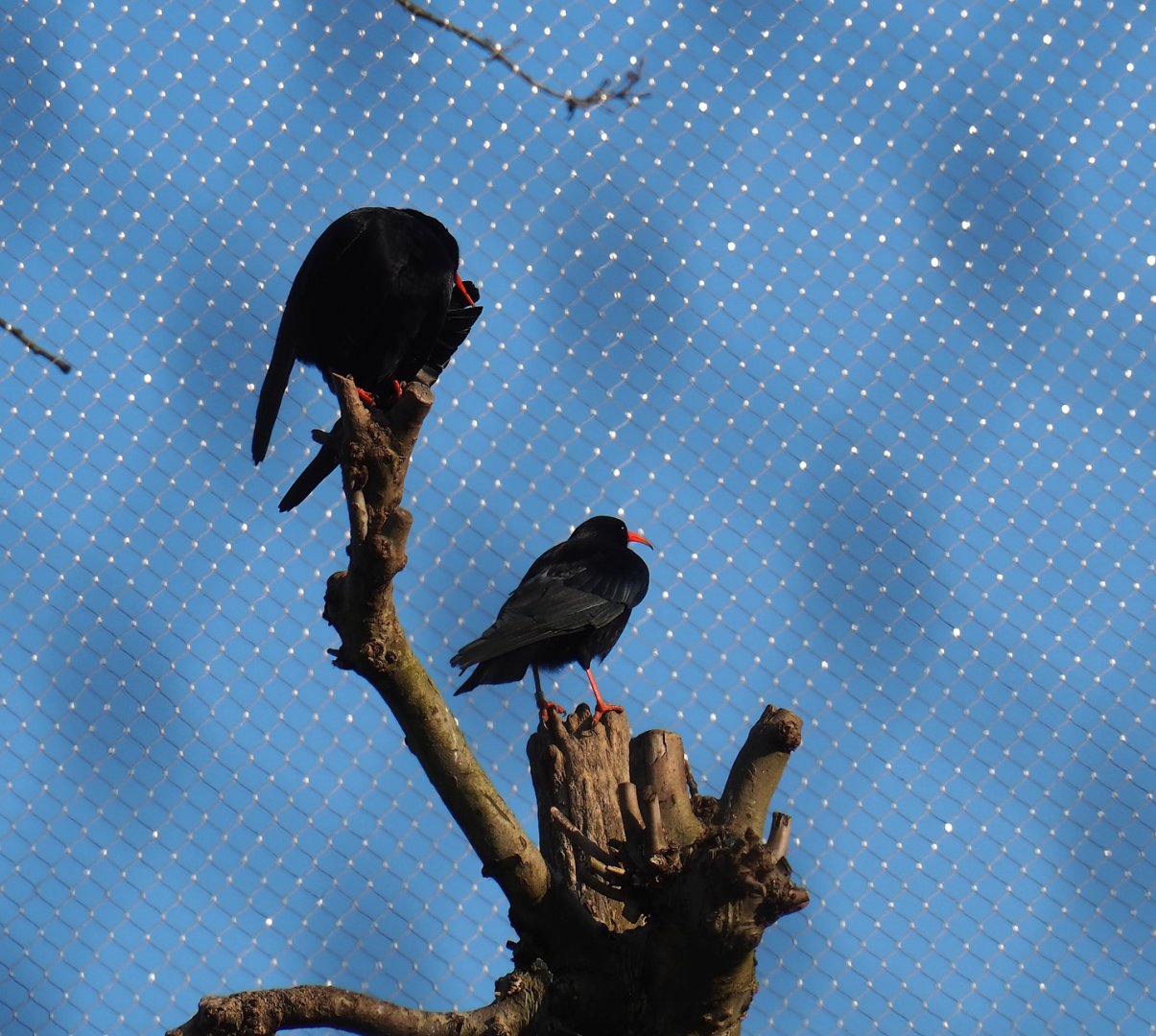 Red-billed chough (Pyrrhocorax pyrrhocorax), 2023-04-18