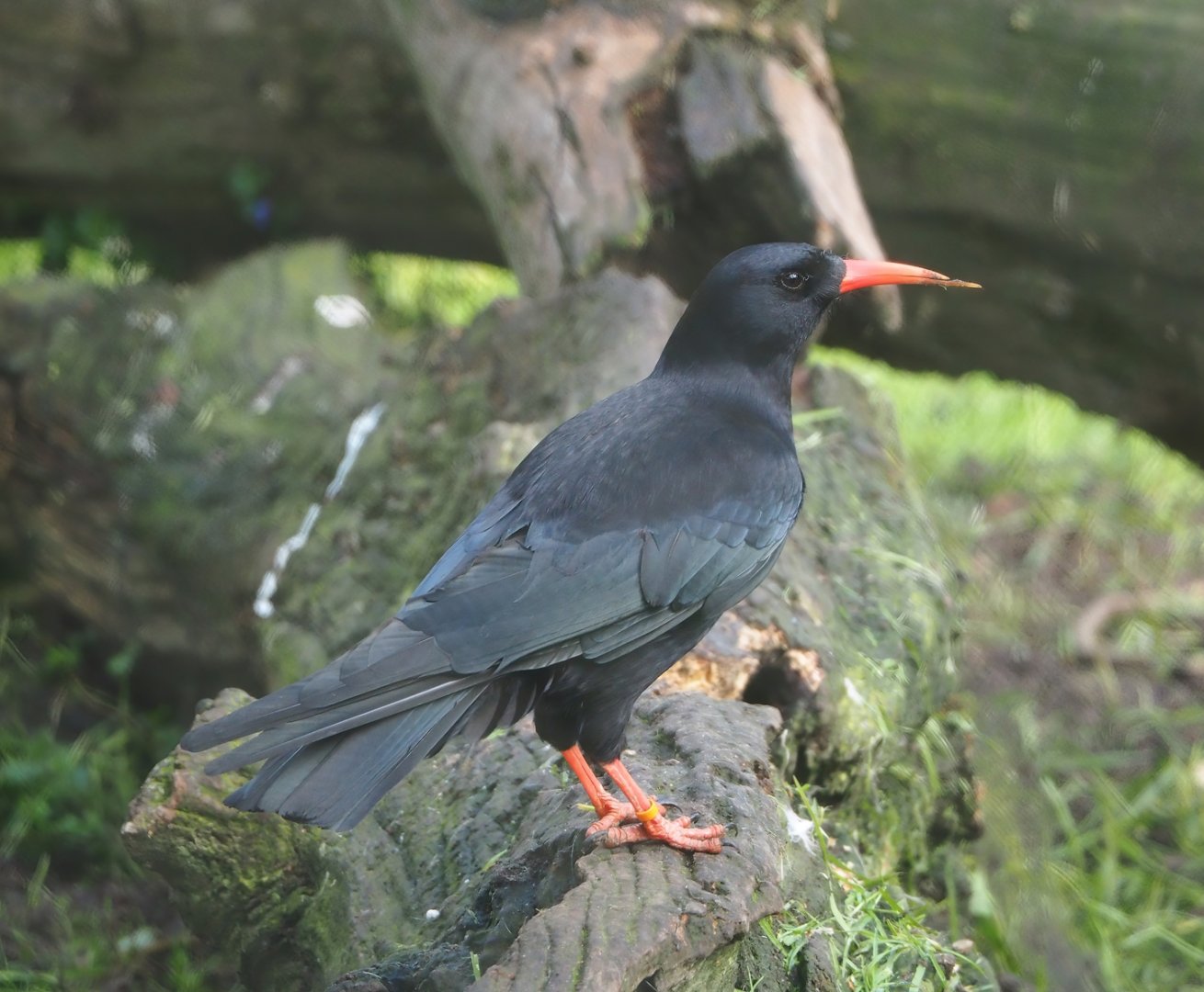 Red-billed chough (Pyrrhocorax pyrrhocorax), 2023-05-13