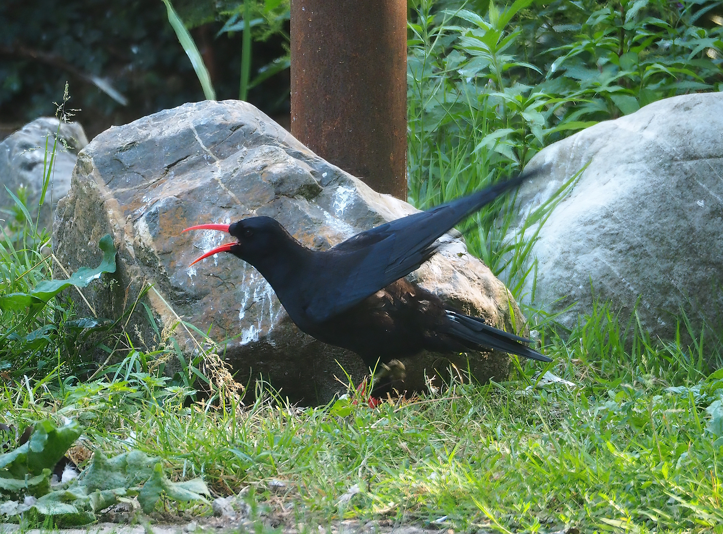 Red-billed chough (Pyrrhocorax pyrrhocorax), 2023-07-08