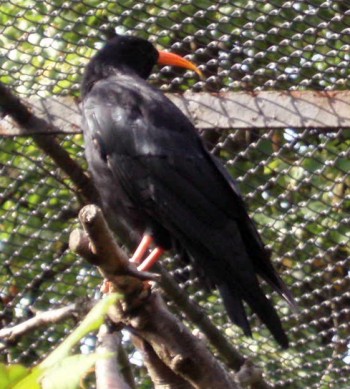 Red-billed Chough (Pyrrhocorax pyrrhocorax)