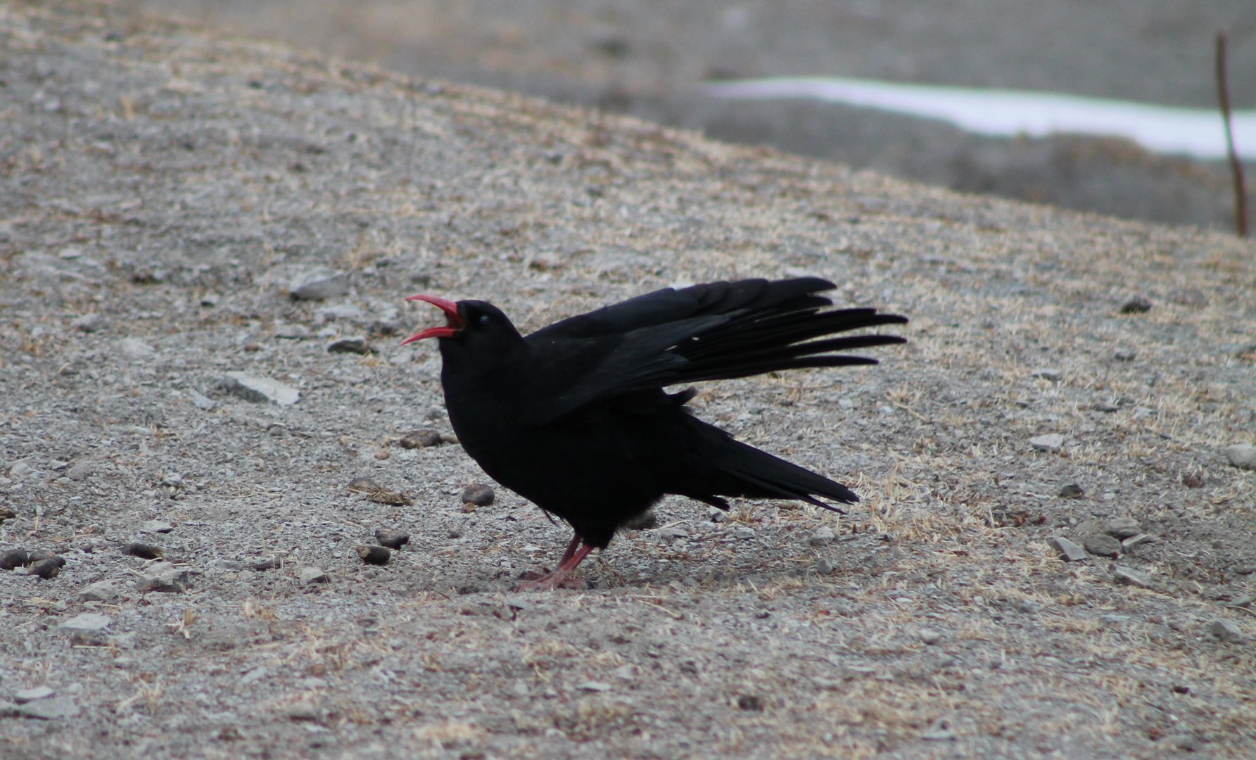 Red-billed Chough (Pyrrhocorax pyrrhocorax)