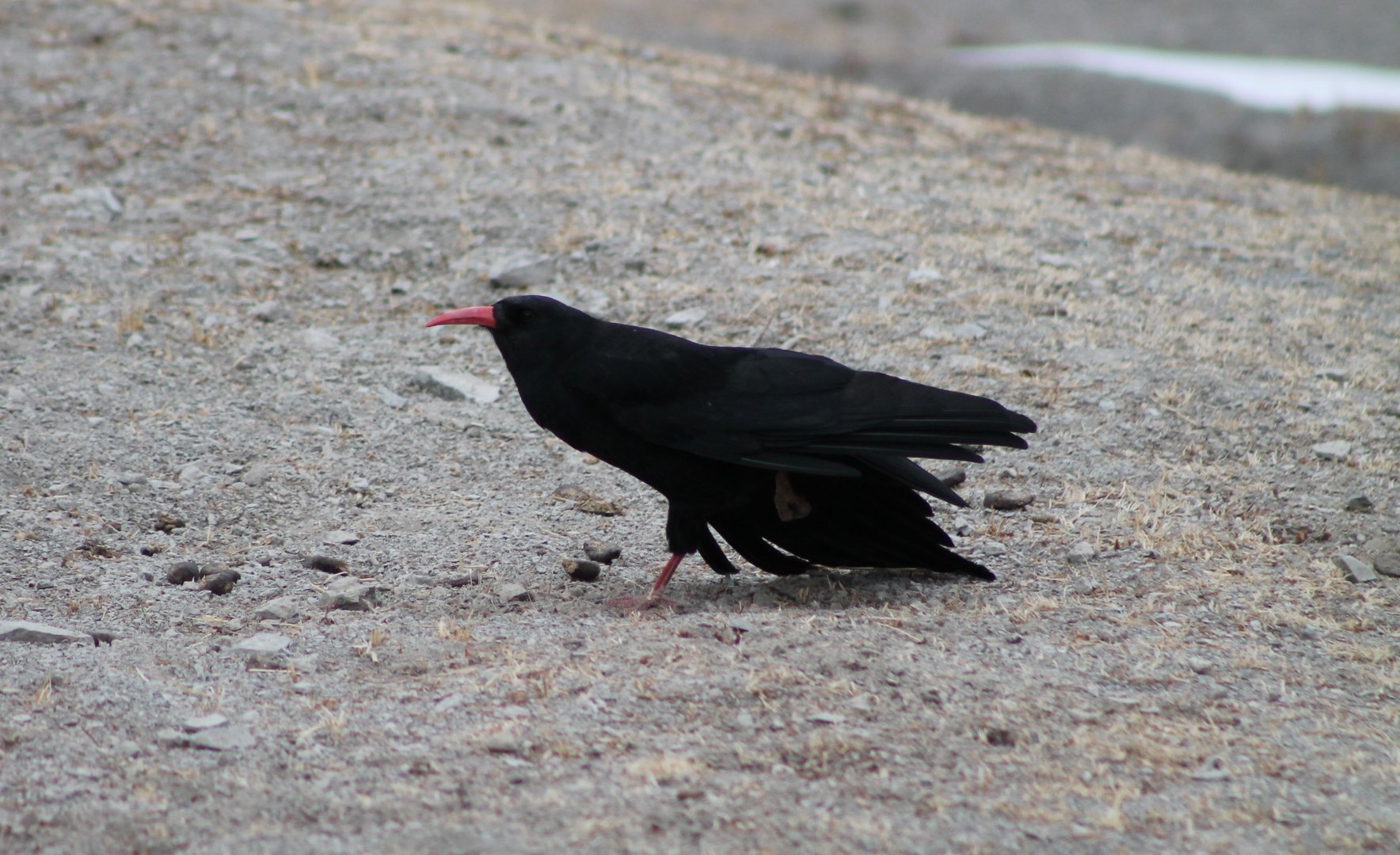 Red-billed Chough (Pyrrhocorax pyrrhocorax)