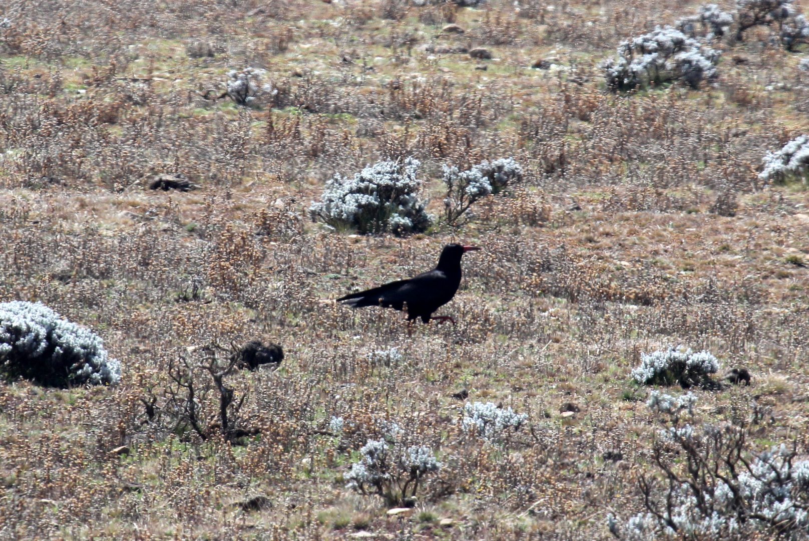 red-billed chough (Pyrrhocorax pyrrhocorax)