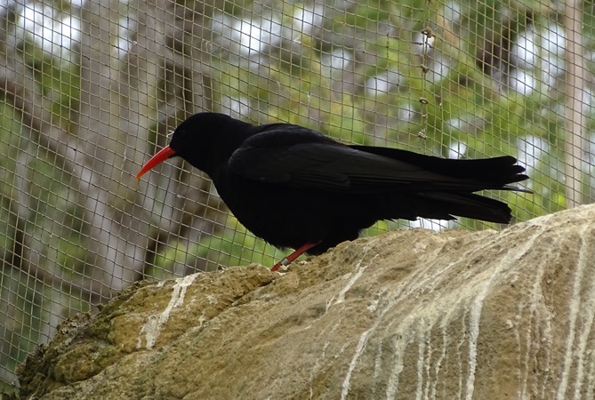 Red-billed chough (Pyrrhocorax pyrrhocorax)