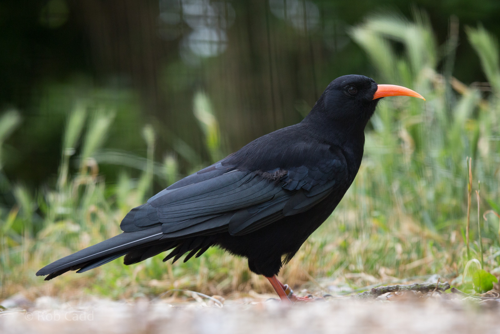 Red-billed chough : Whipsnade : 11 Jul 2014