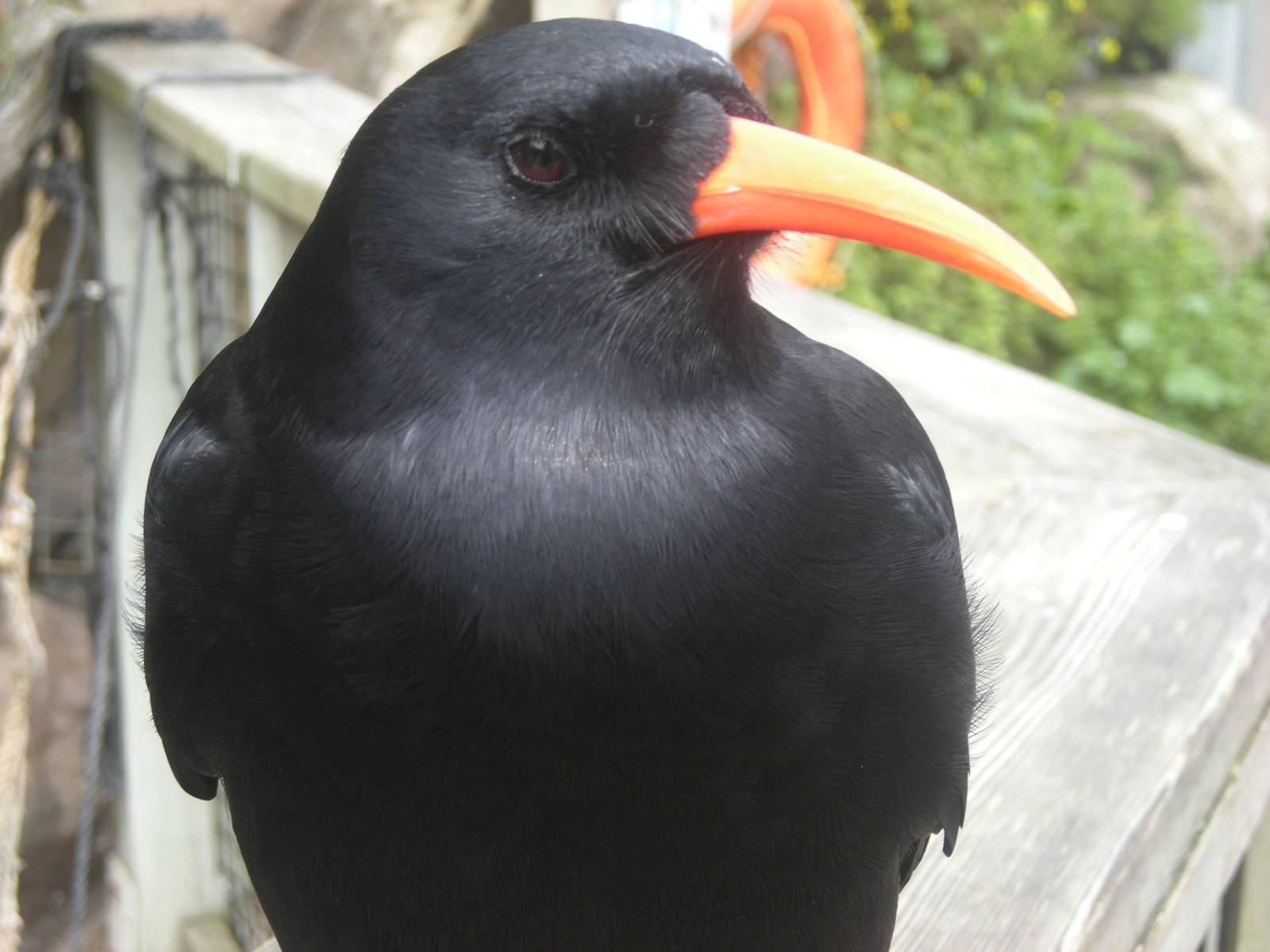 Red-billed Chough