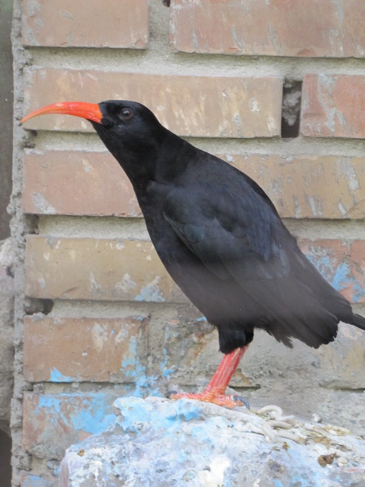 red-billed chough