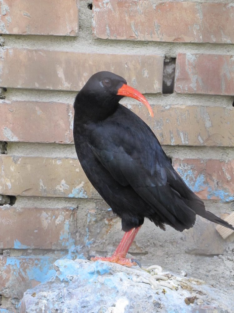 red-billed chough
