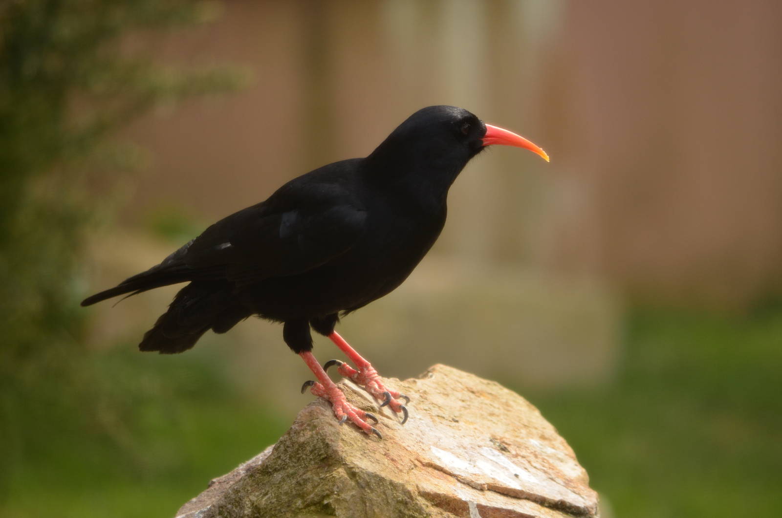 Red billed chough