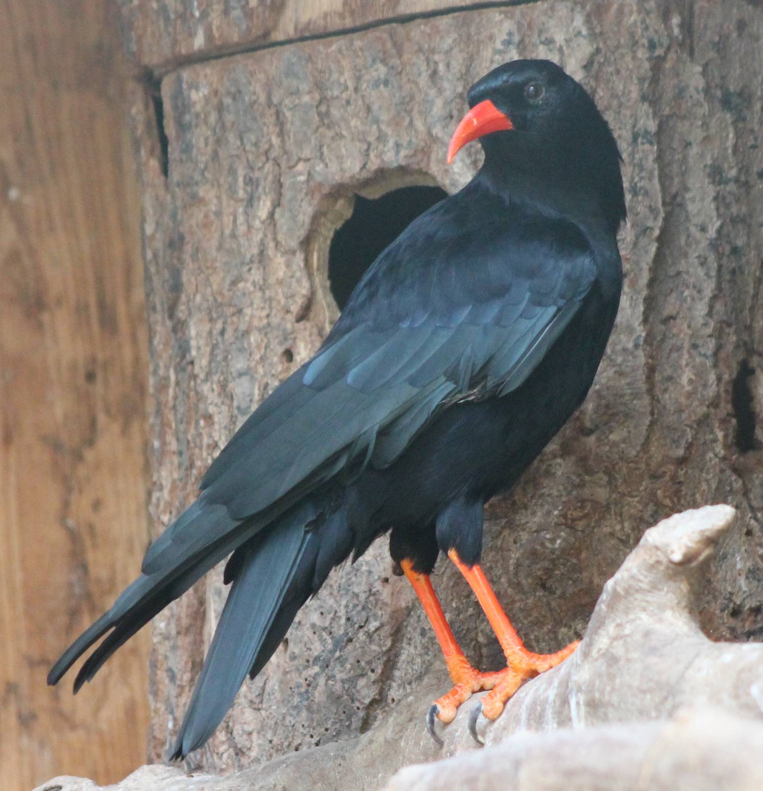 Red-billed chough