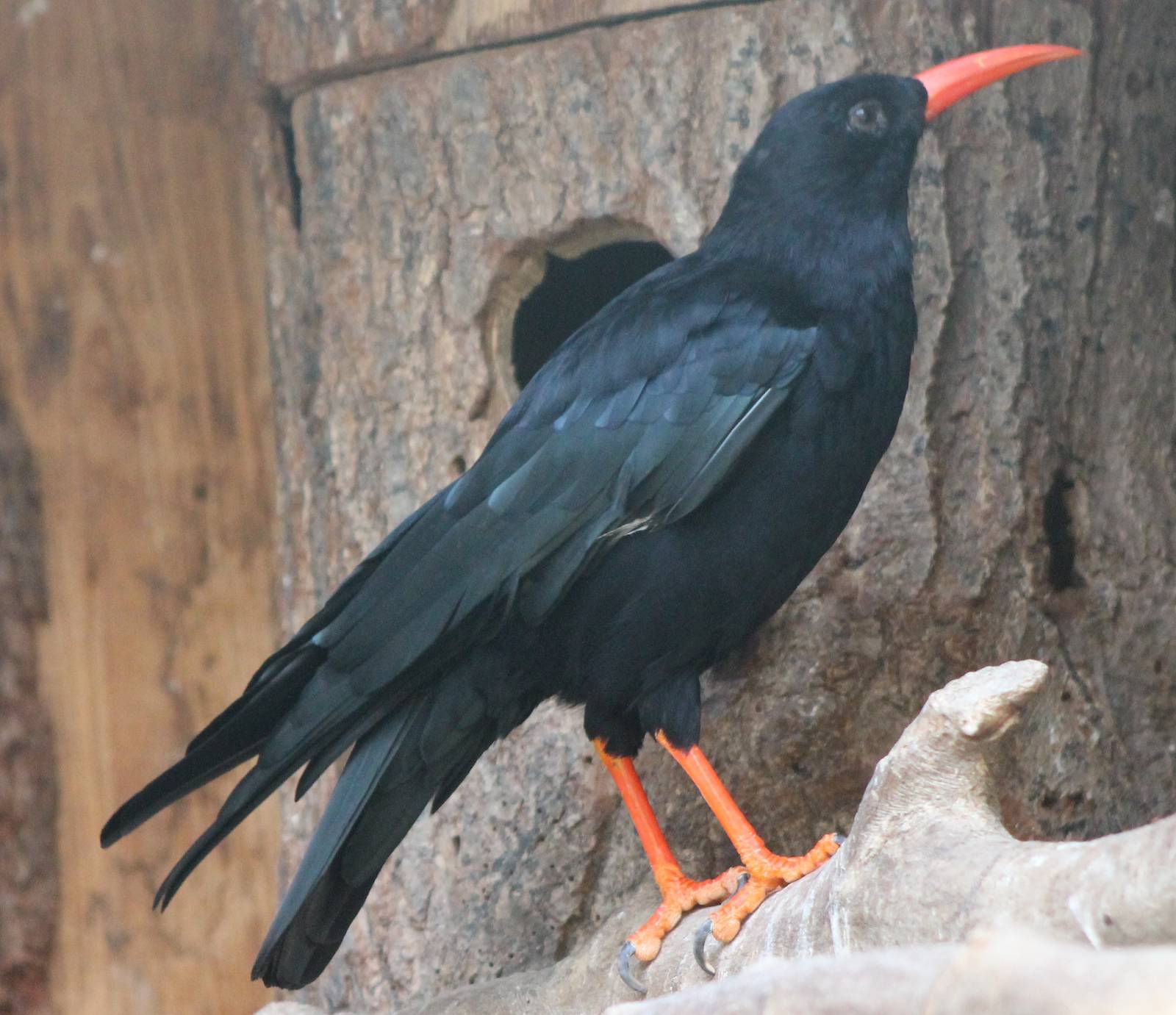 Red-billed chough