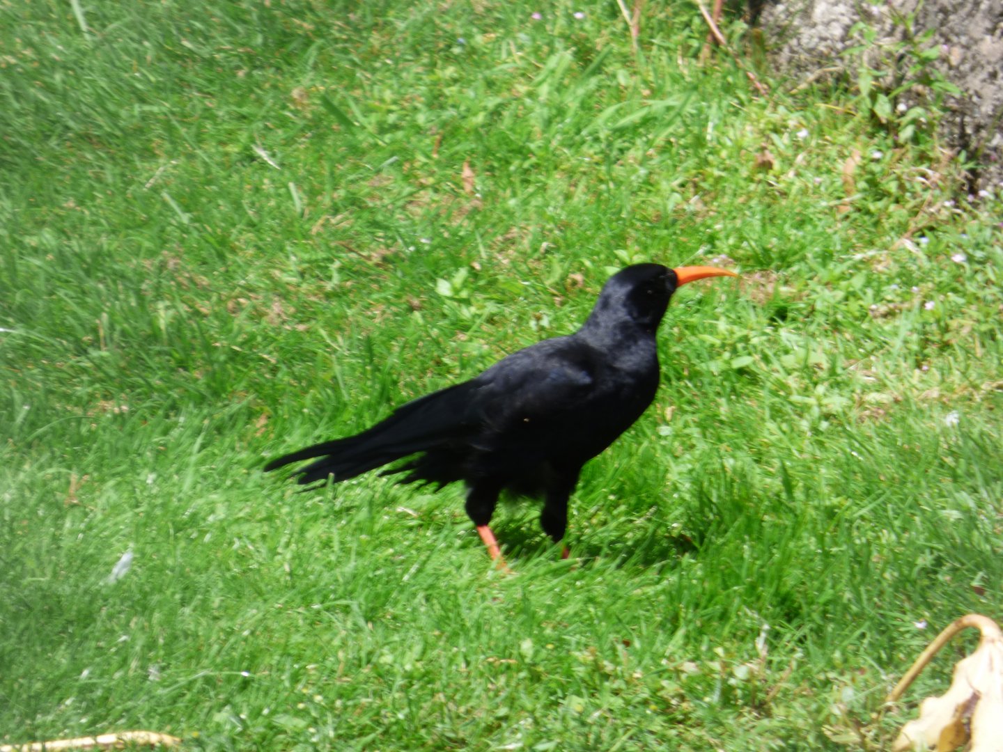Red-billed Chough
