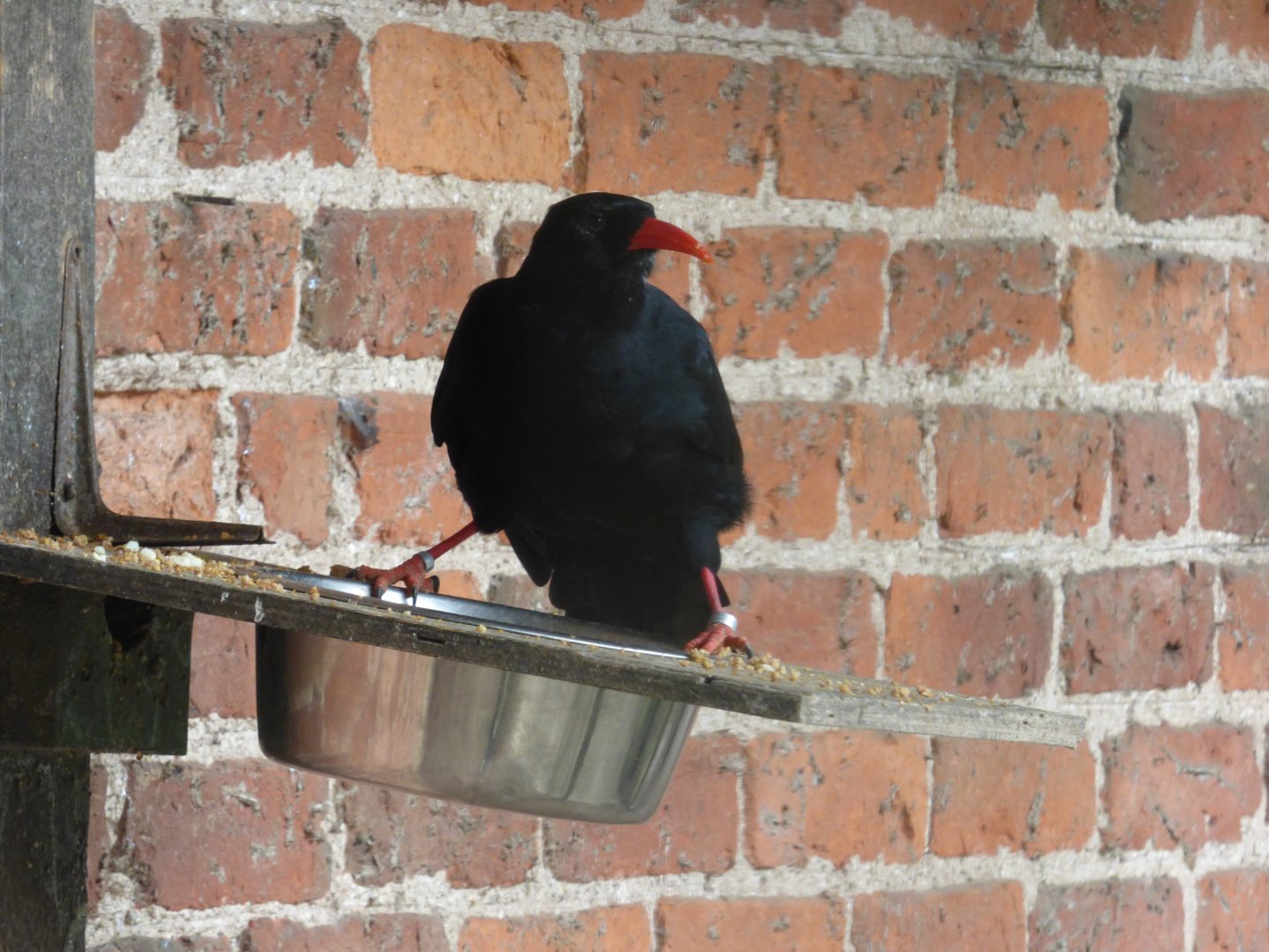 Red-billed Chough