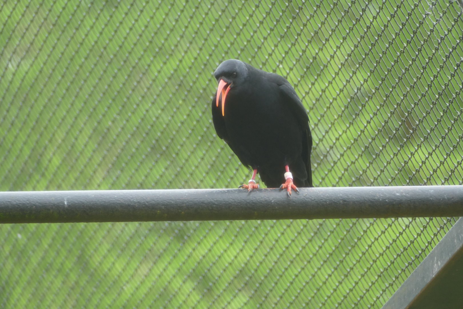 Red-billed chough