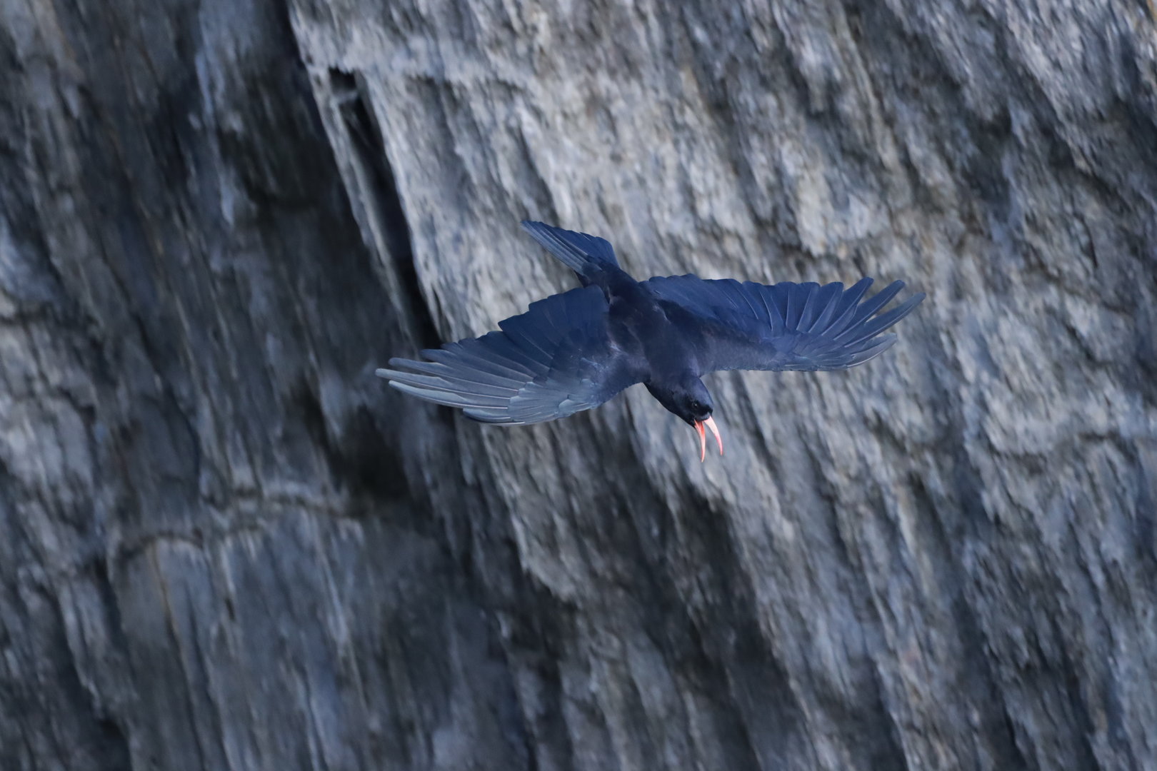 Red-billed Chough