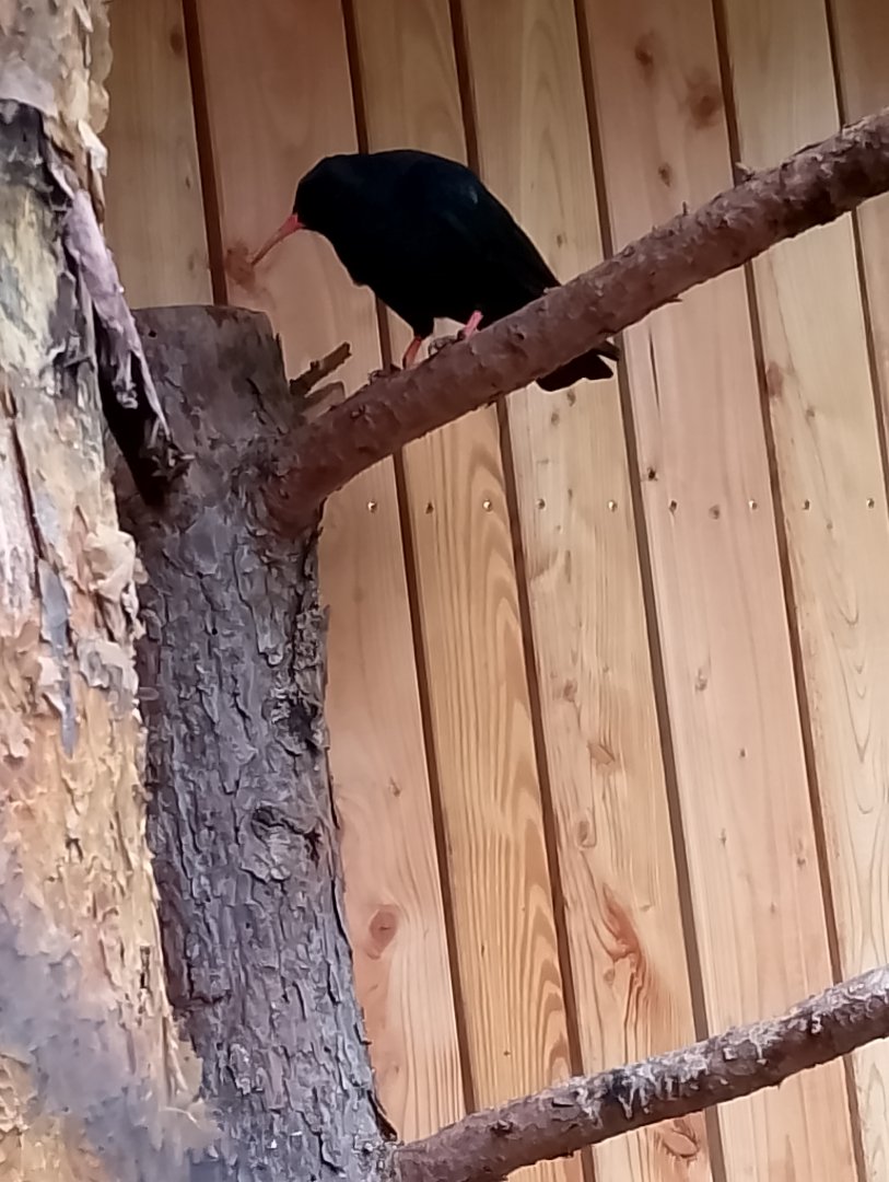 Red-billed chough