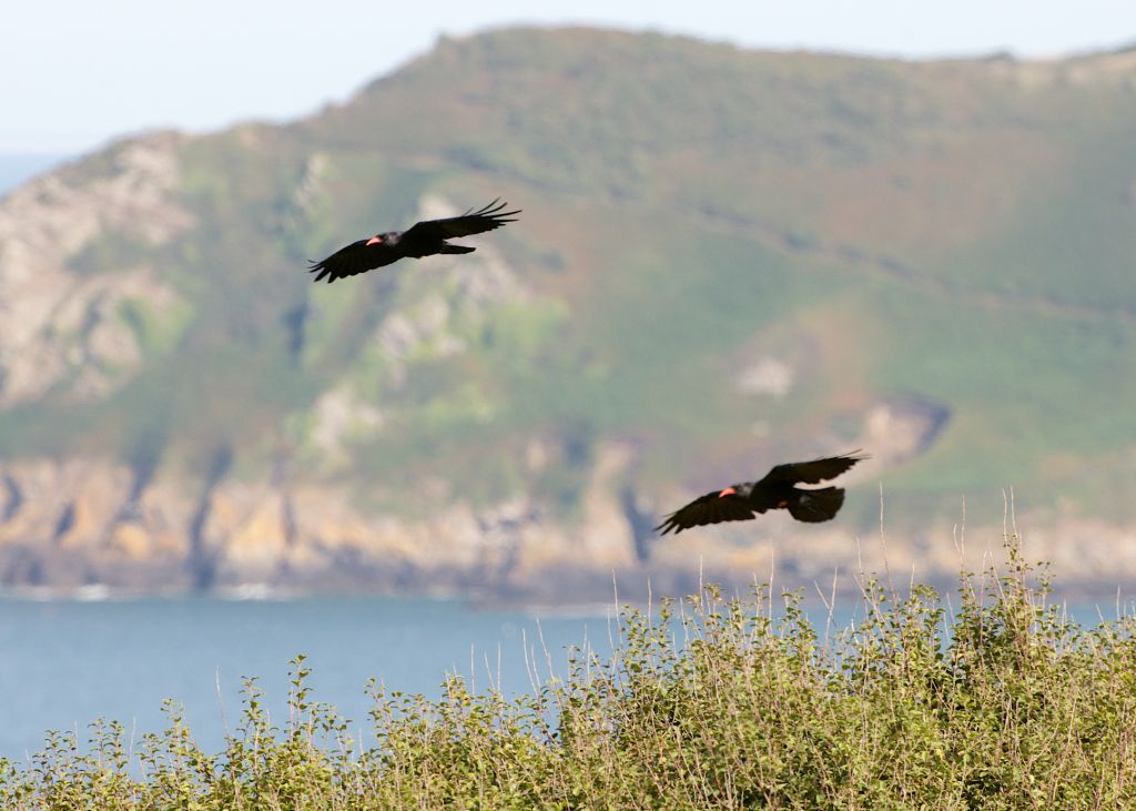 Red-billed choughs fly in Jersey!