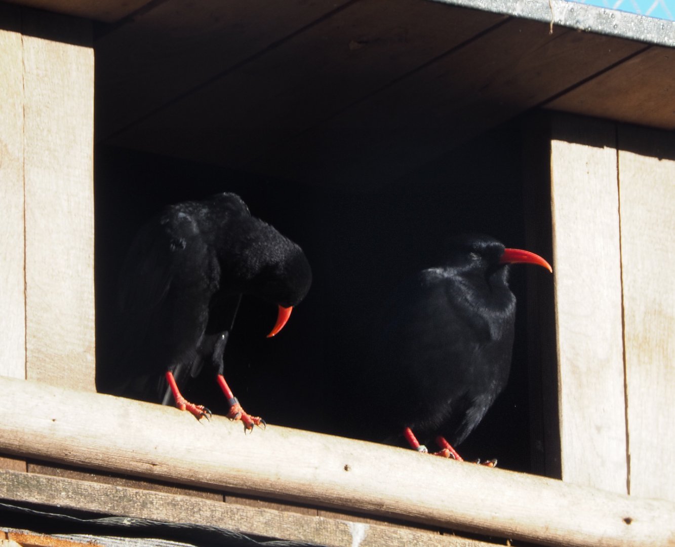 Red-billed choughs in nesting box (Pyrrhocorax pyrrhocorax), 2020-10-10