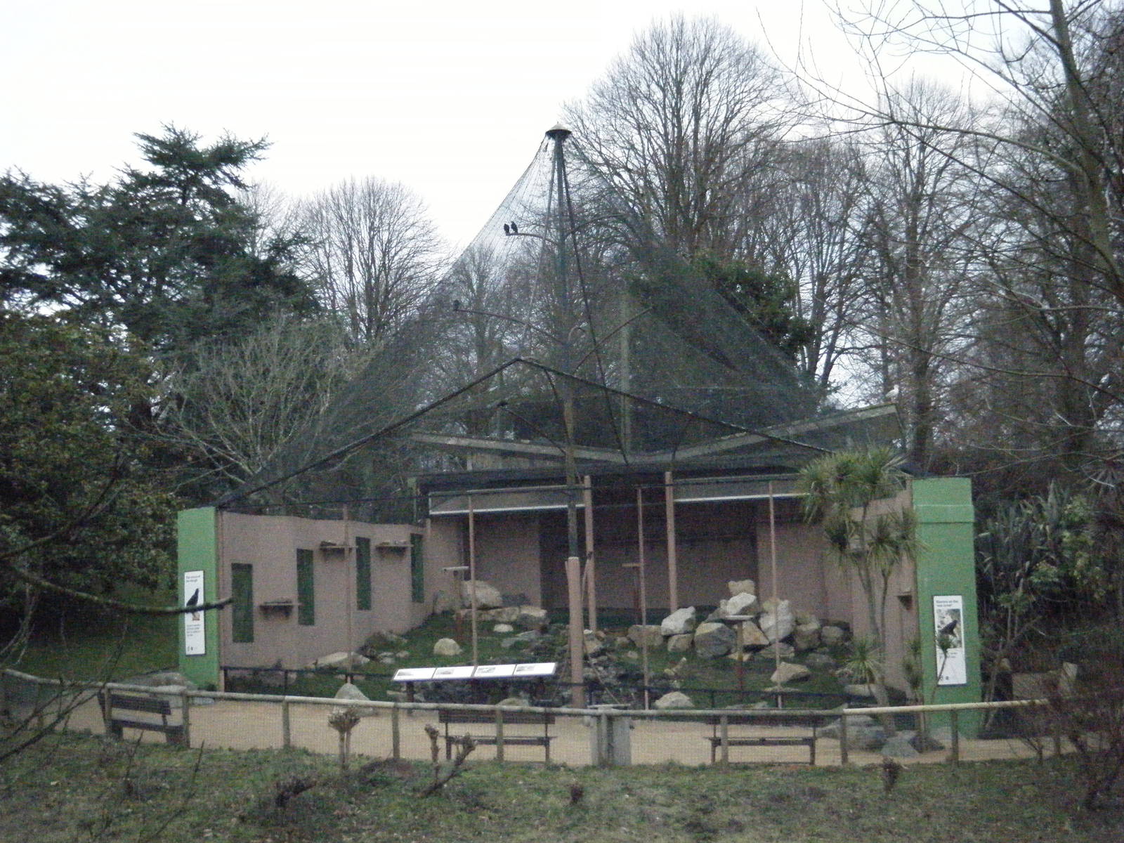 Red Billed Chough's (Old Orangutan enclosure)