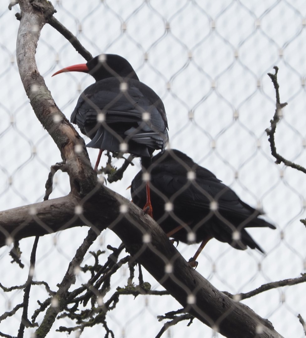 Red-billed choughs (Pyrrhocorax pyrrhocorax), 2020-07-14