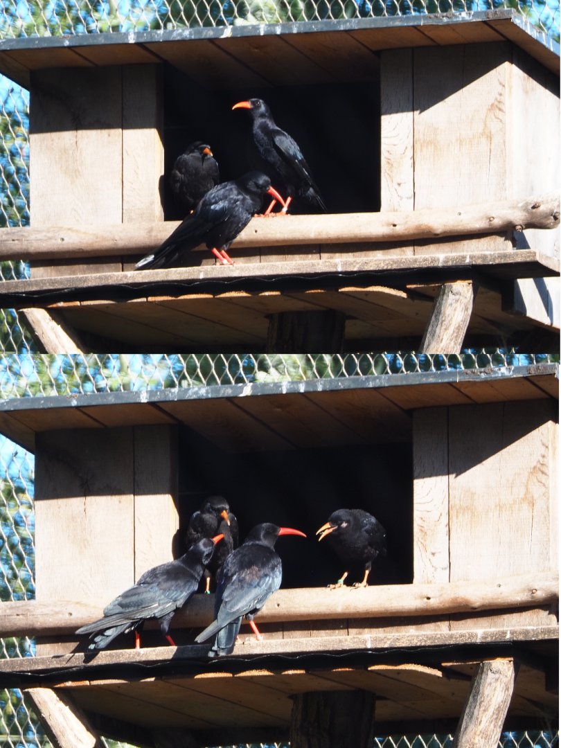 Red-billed choughs (Pyrrhocorax pyrrhocorax), 2020-07-21