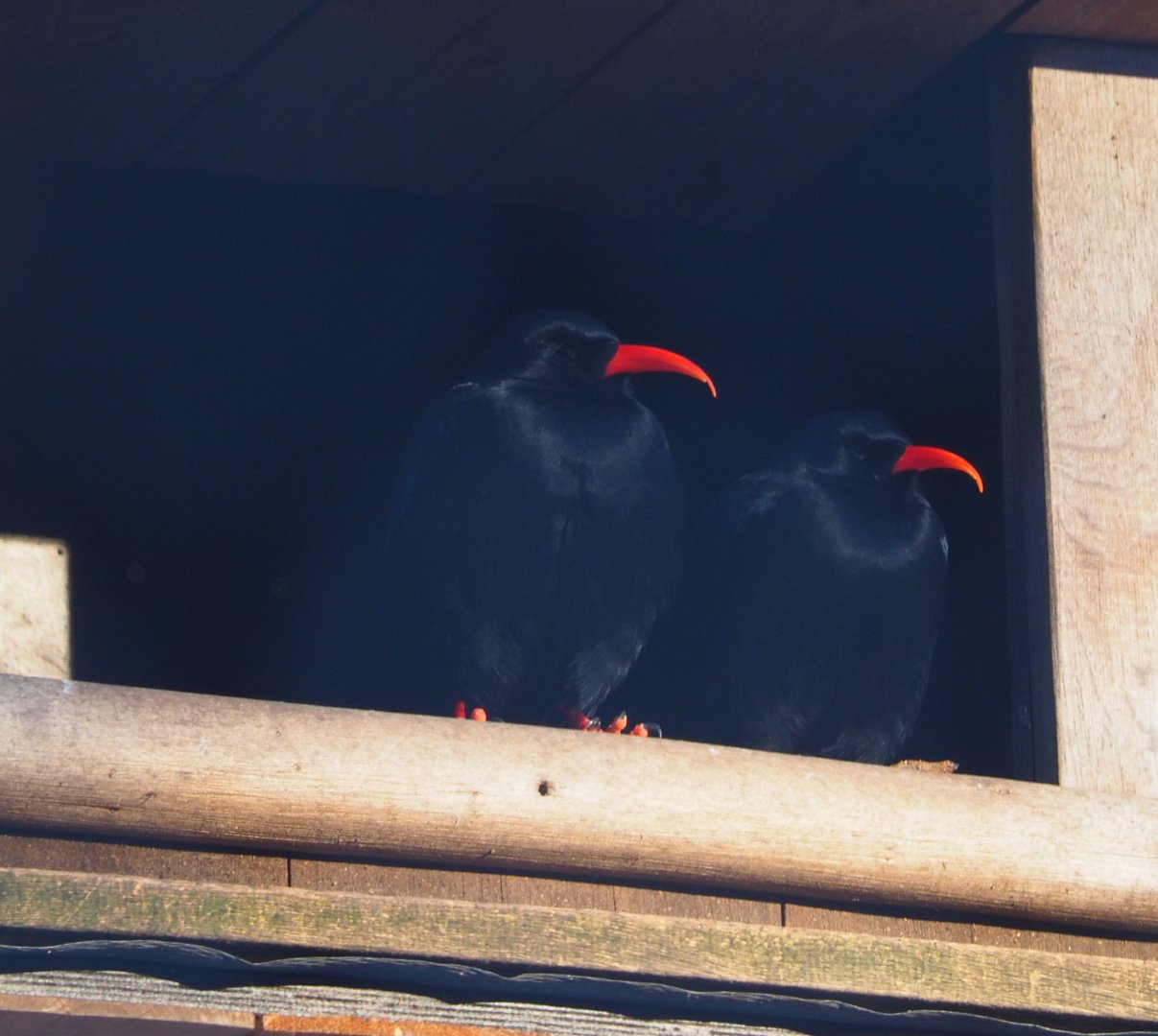Red-billed choughs (Pyrrhocorax pyrrhocorax), 2021-02-14