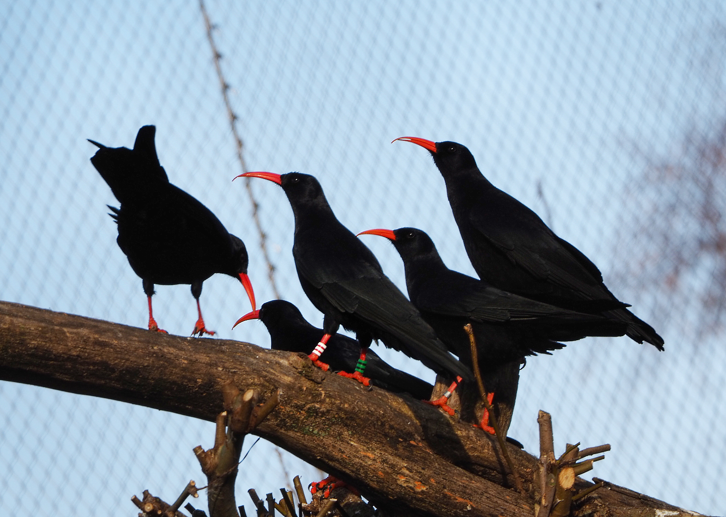 Red-billed choughs (Pyrrhocorax pyrrhocorax), 2021-12-22