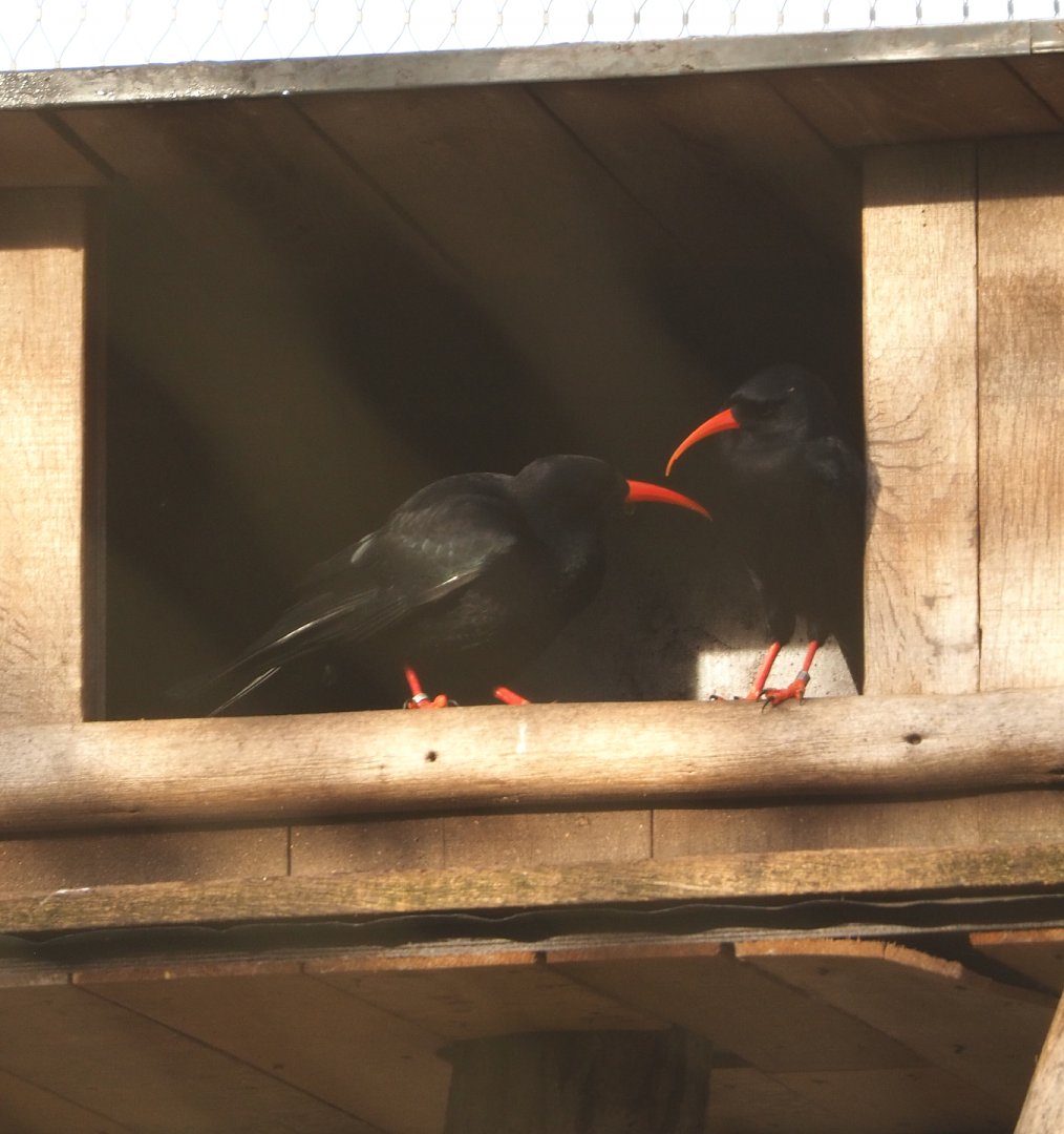 Red-billed choughs (Pyrrhocorax pyrrhocorax), 2021-12-22
