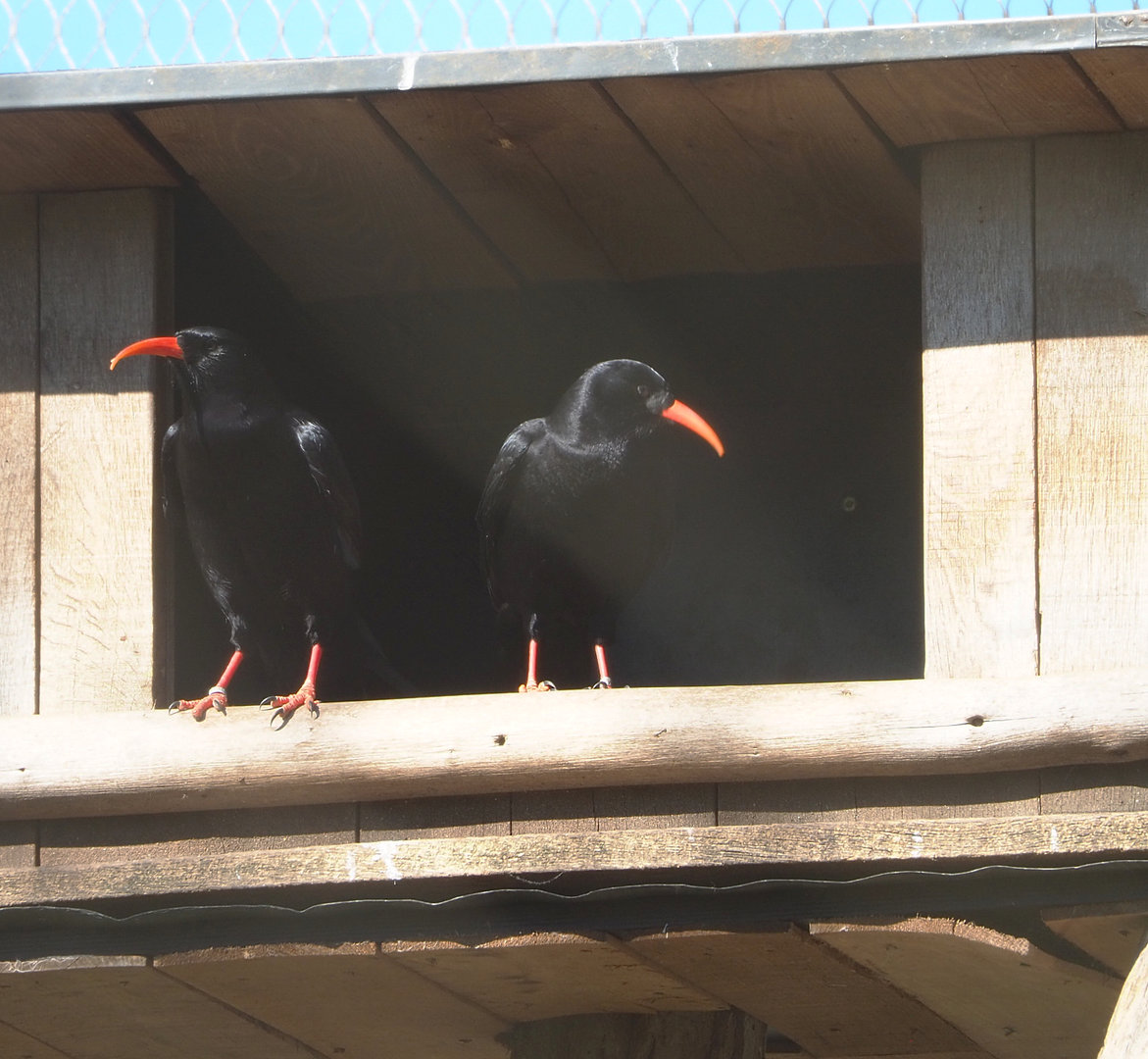 Red-billed choughs (Pyrrhocorax pyrrhocorax), 2022-03-08