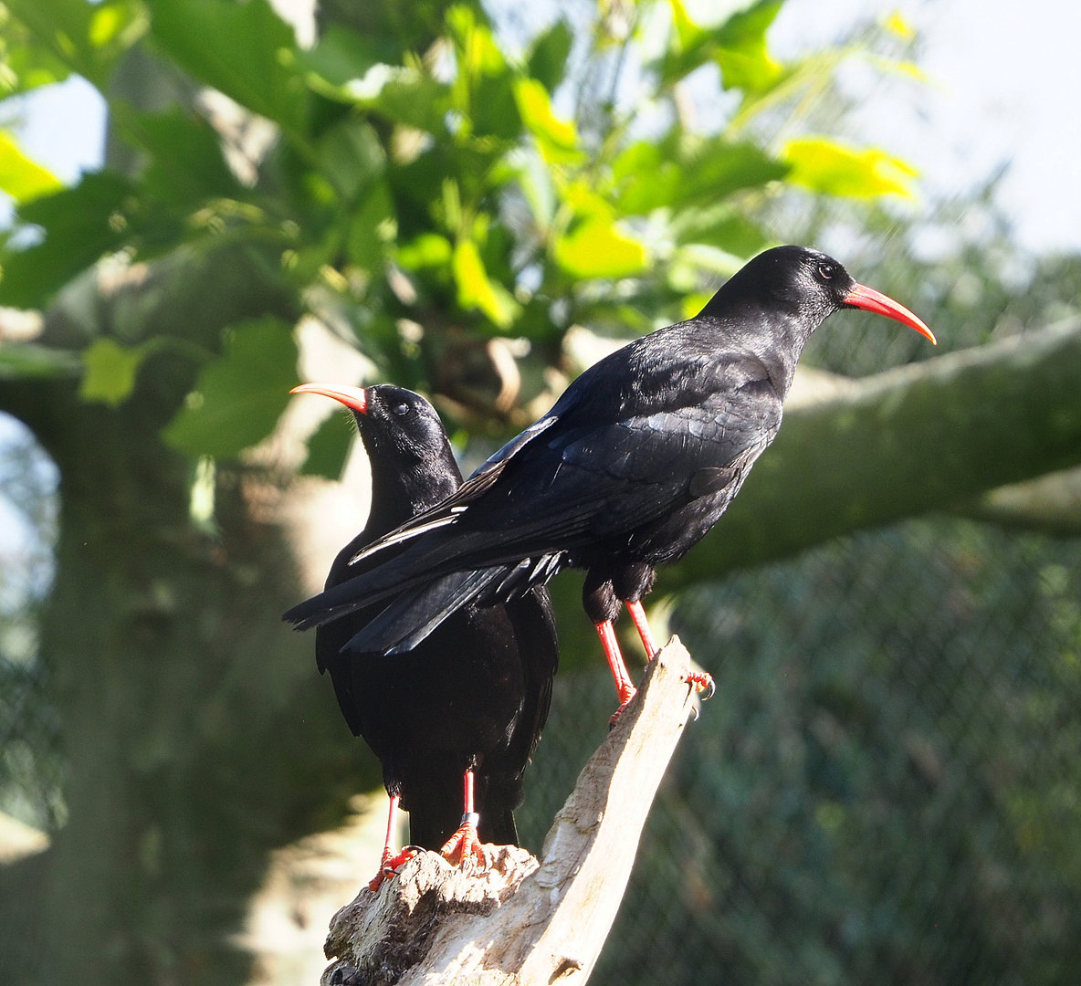 Red-billed choughs (Pyrrhocorax pyrrhocorax), 2022-05-28