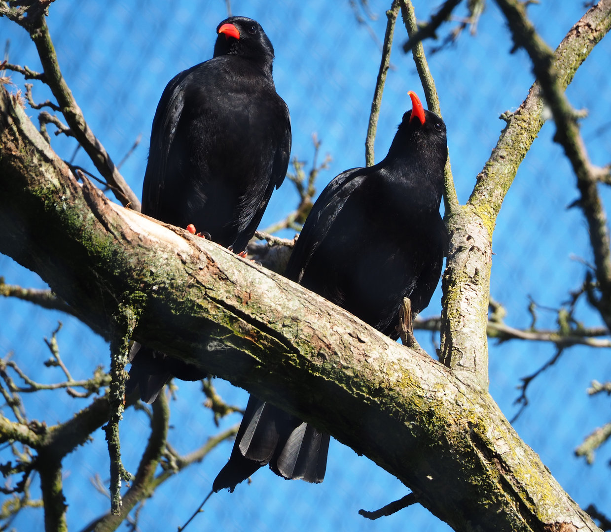 Red-billed choughs (Pyrrhocorax pyrrhocorax), 2022-06-15