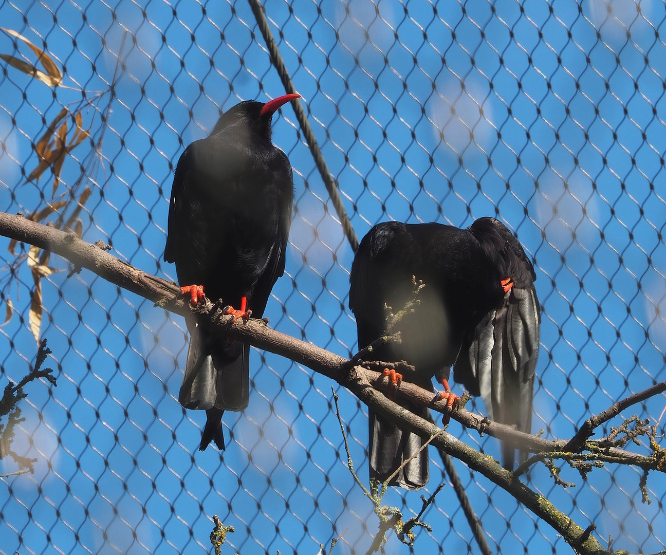Red-billed choughs (Pyrrhocorax pyrrhocorax), 2022-07-16