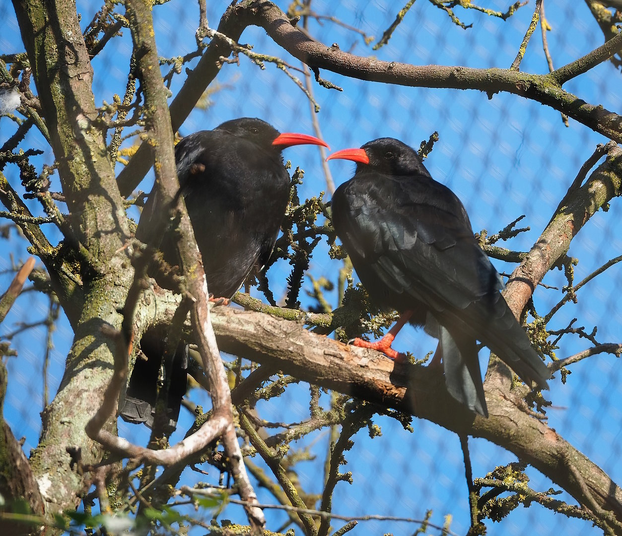 Red-billed choughs (Pyrrhocorax pyrrhocorax), 2022-08-07