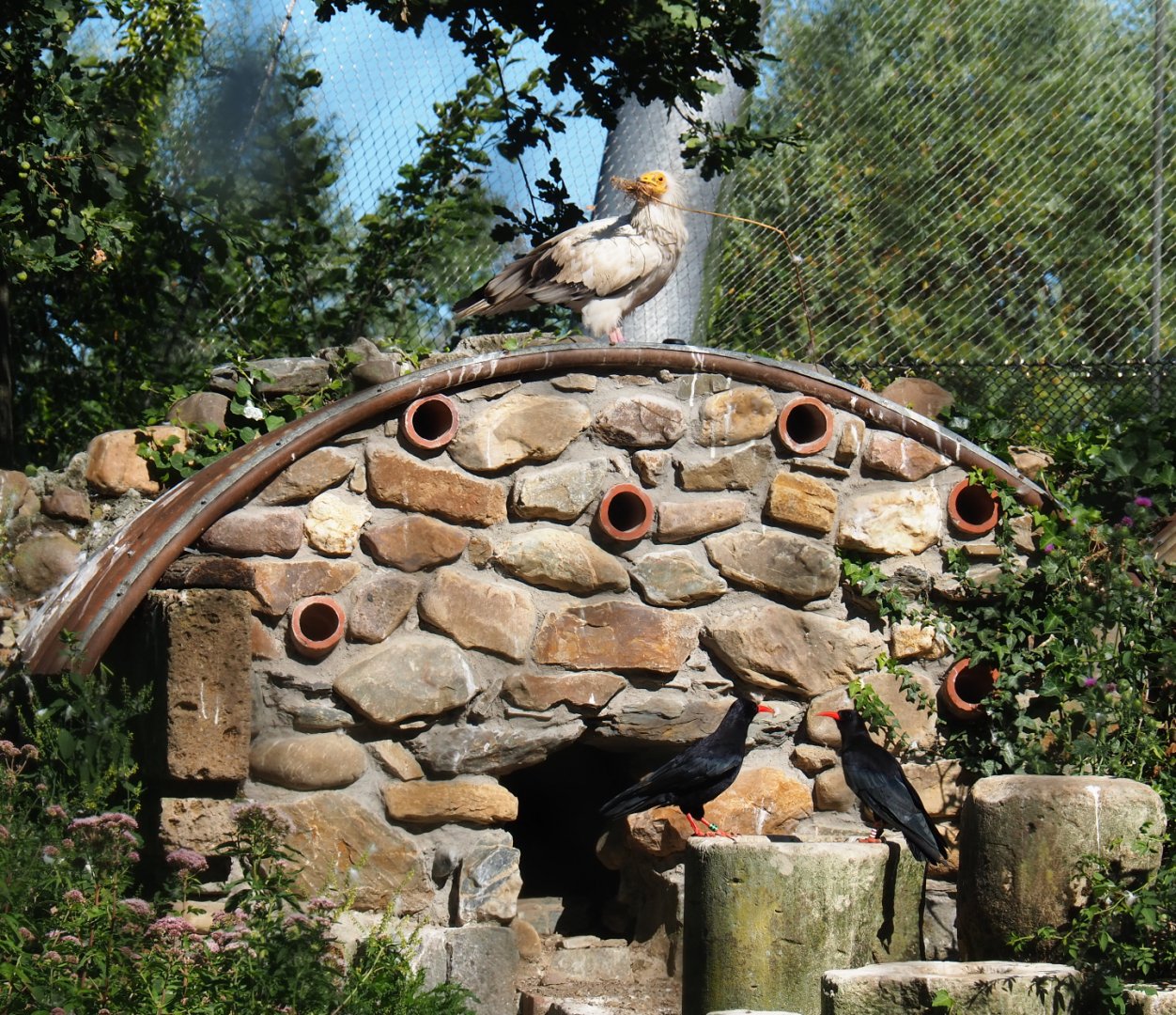 Red-billed choughs (Pyrrhocorax pyrrhocorax) and Egyptian vulture (Neophron percnopterus), 2019-07-23