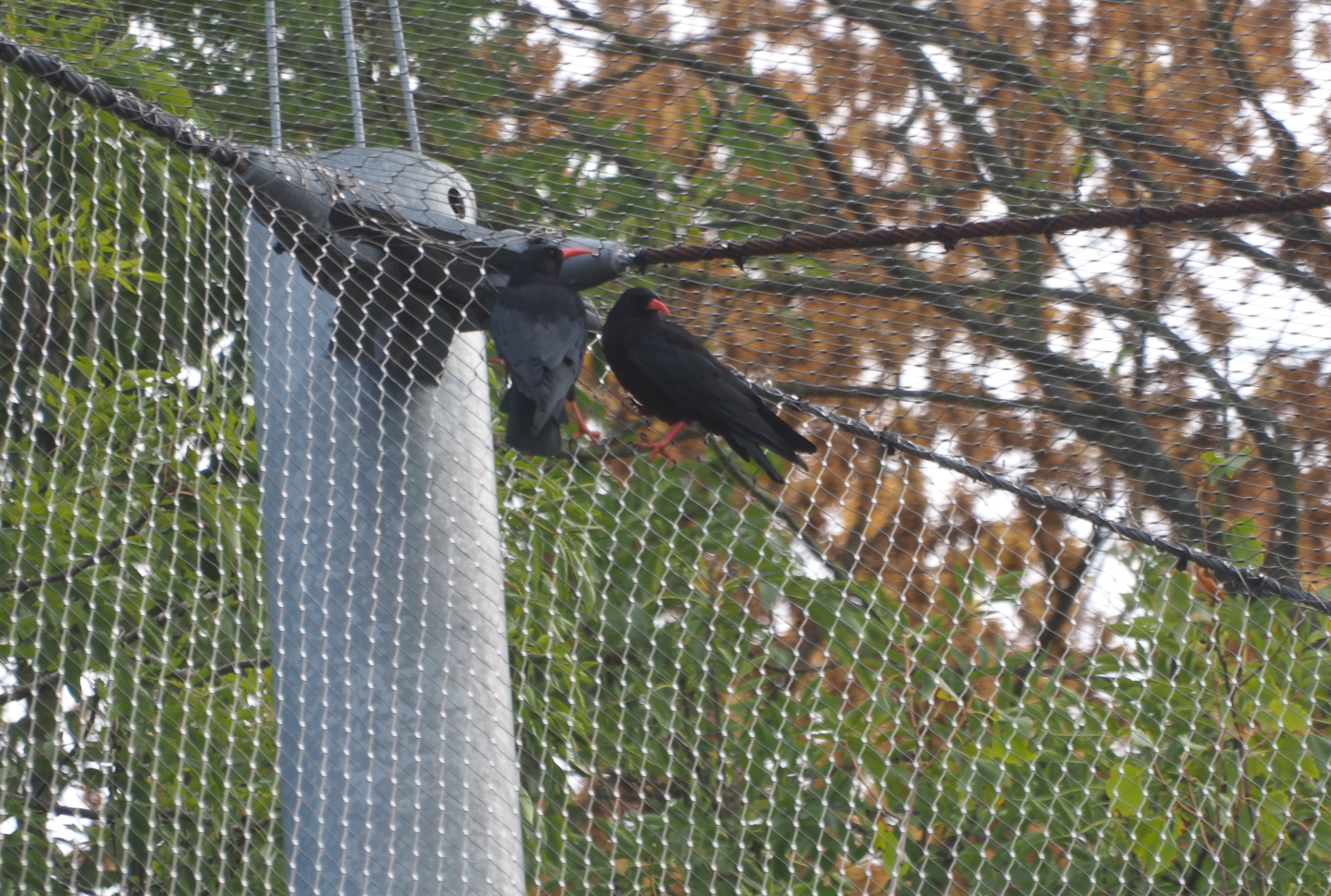 Red-billed choughs (Pyrrhocorax pyrrhocorax)