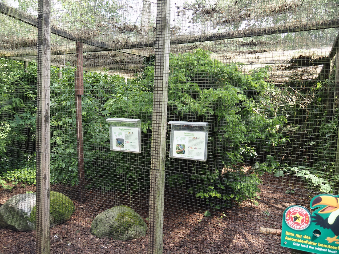 Red-billed curassow and Green aracari aviary, 2024-05-23