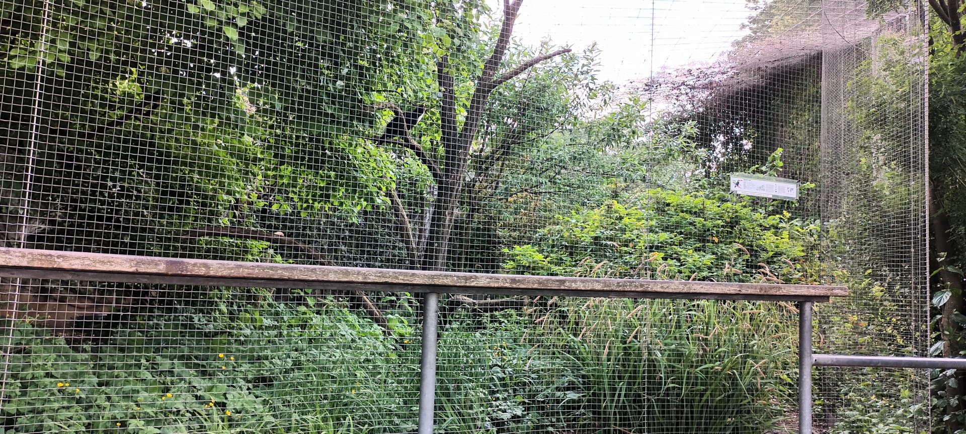 Red billed Curassow and Toco Toucan Aviary