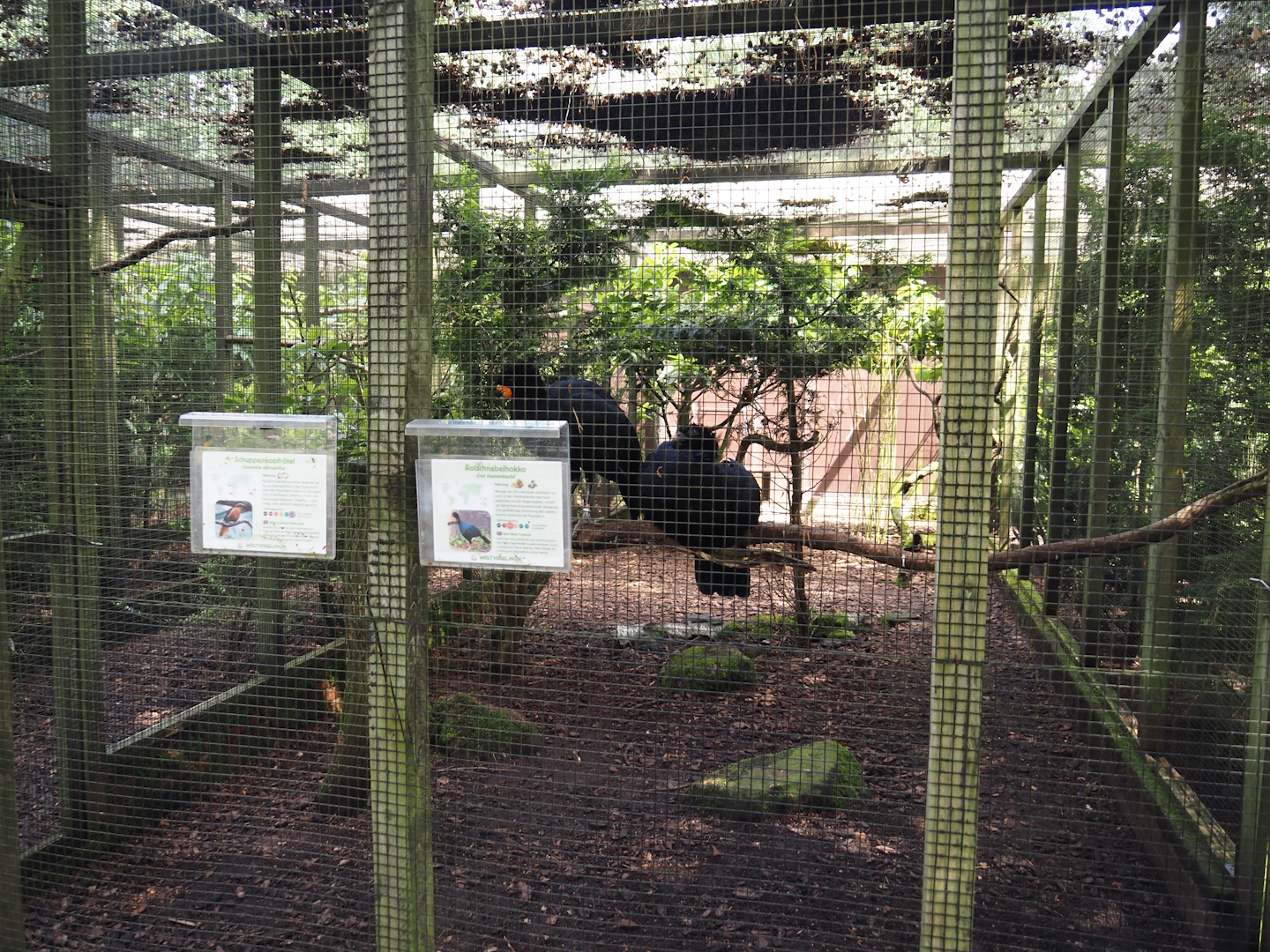 Red-billed curassow and White-crowned robin-chat aviary, 2024-05-23