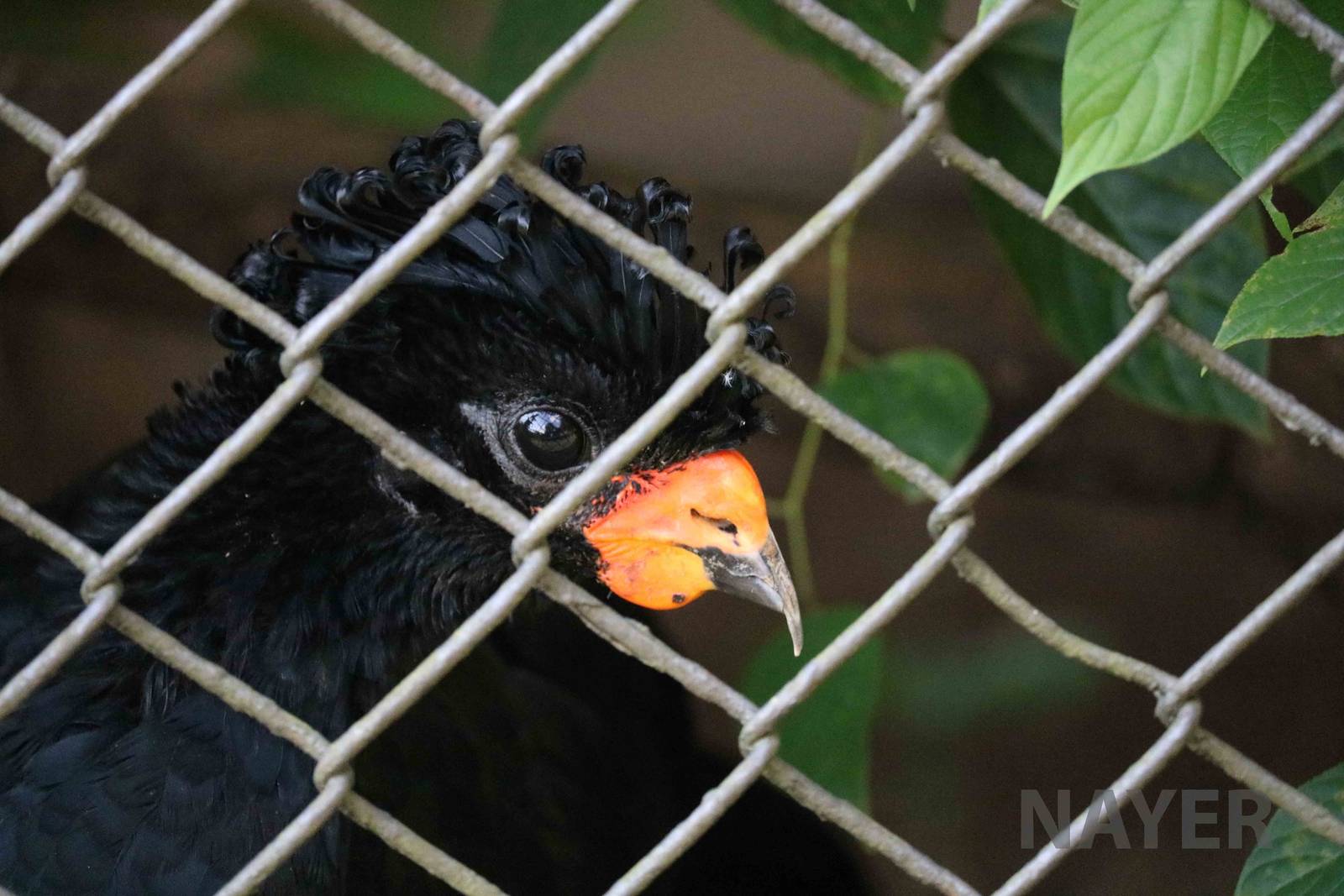 Red-billed curassow, April 2016