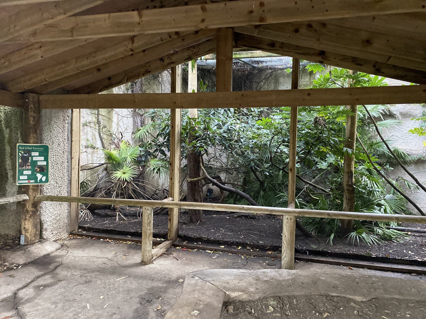 Red-billed curassow aviary 221022