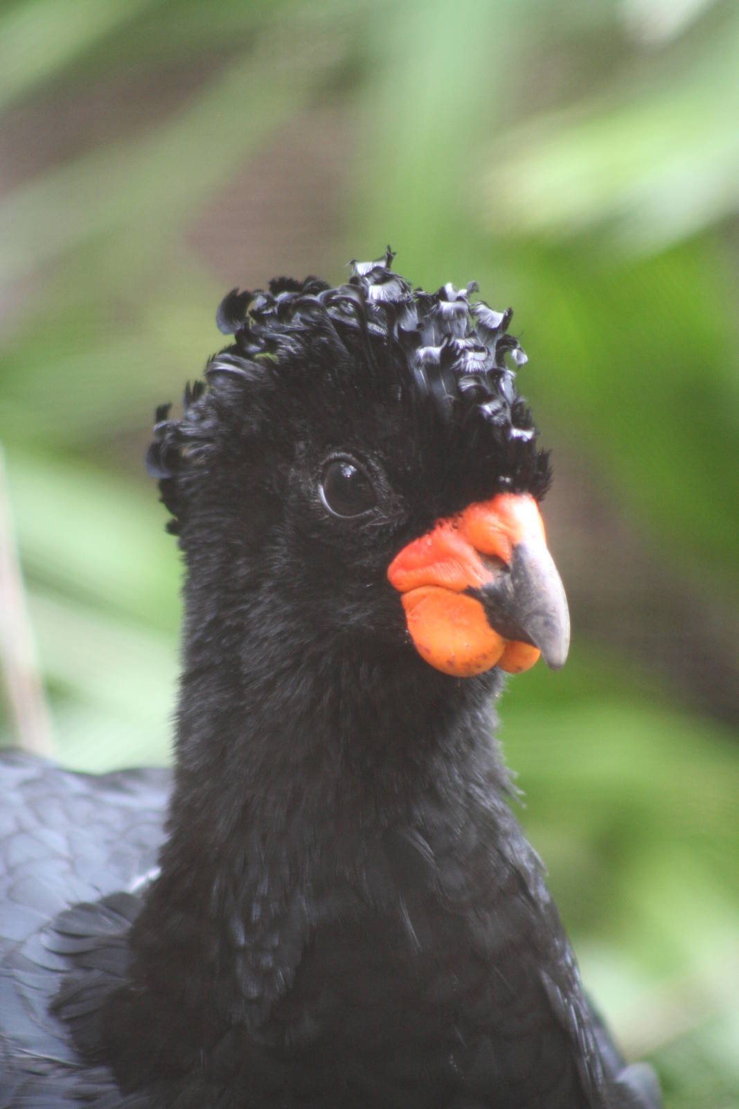 Red-Billed Curassow @ Chester; 02.04.2015