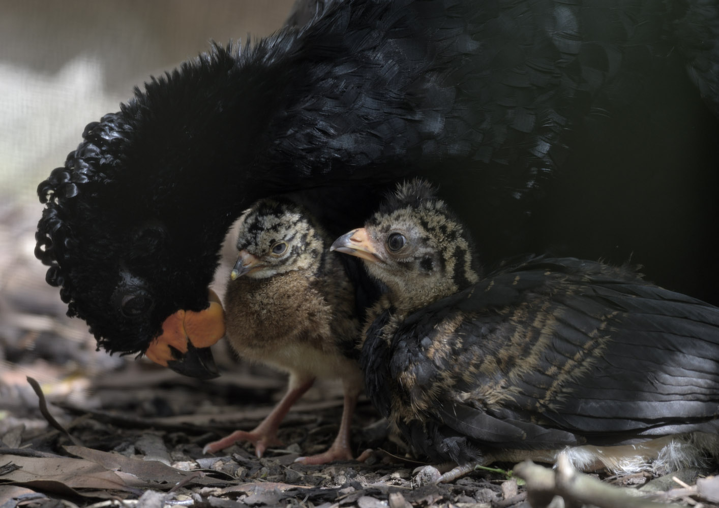 Red-billed curassow & chicks