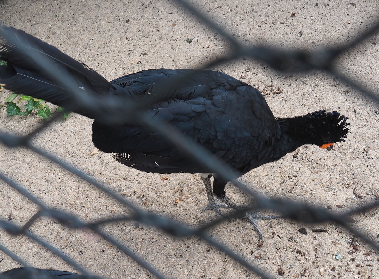 Red-billed curassow (Crax blumenbachii), 2022-07-10