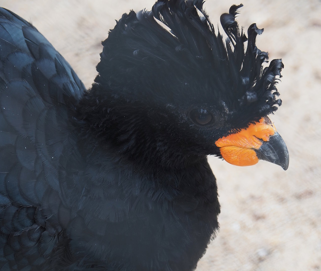 Red-billed curassow (Crax blumenbachii), 2022-07-10