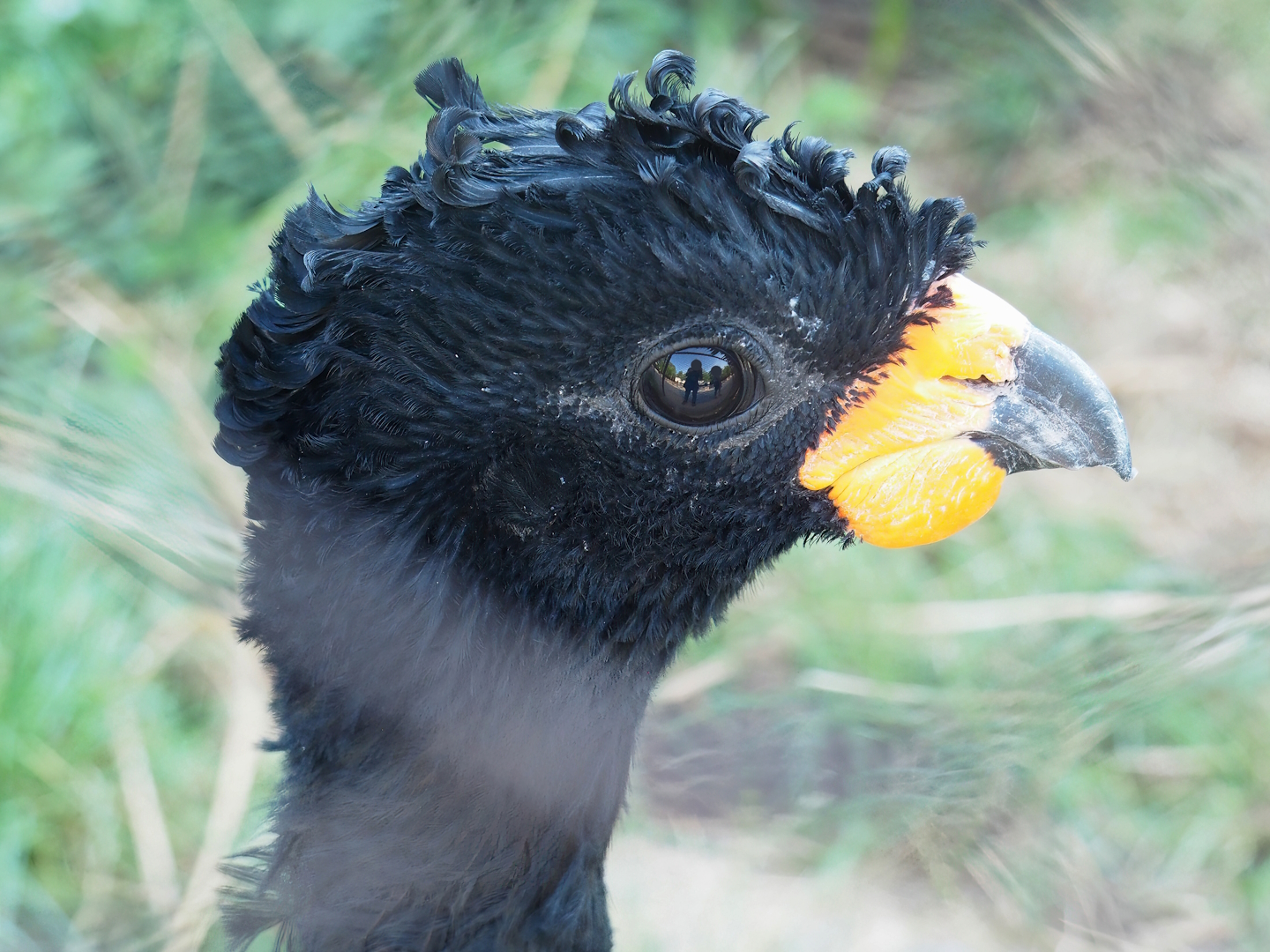 Red-billed curassow (Crax blumenbachii), 2022-08-16