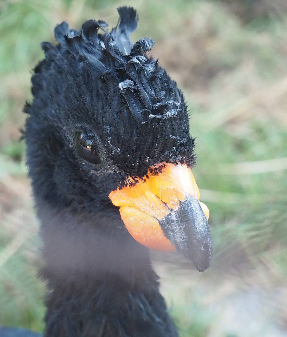 Red-billed curassow (Crax blumenbachii), 2022-08-16