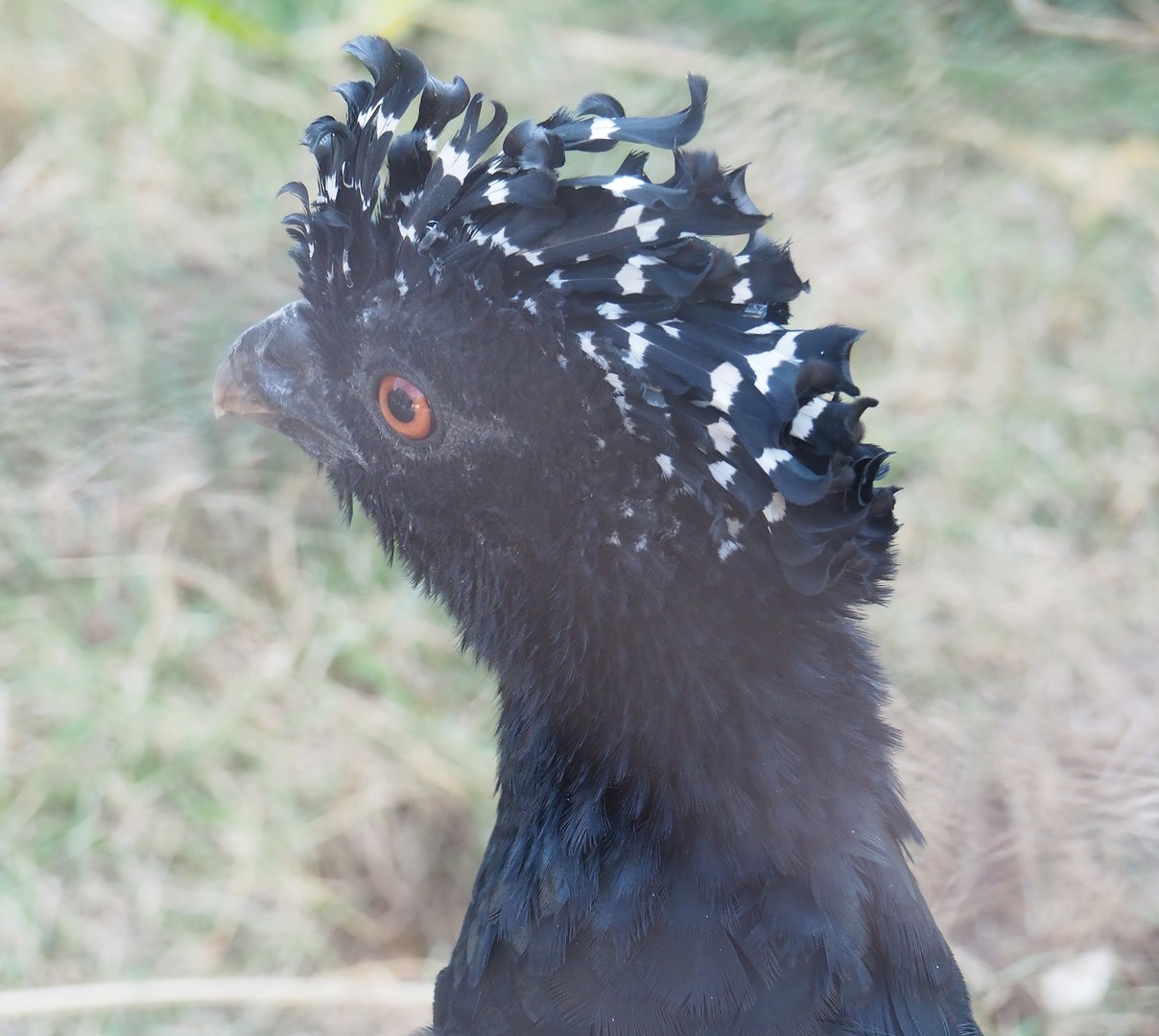Red-billed curassow (Crax blumenbachii), 2022-08-16